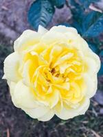 yellow rose in the garden photo