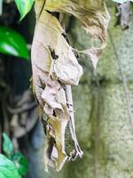 a dead leaf hanging from a tree photo