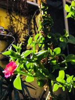 a plant with pink flowers and green leaves in a pot. photo