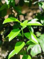a close up of a lemon tree with green leaves photo