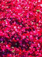 a flower bed with red petals in the center photo