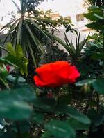 un campo de diente de león en un parque foto