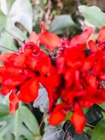 red flowers in the garden photo