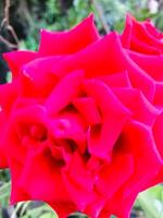 un rojo Rosa es en el medio de un jardín foto
