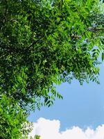 a tree with a few leaves that are in the background photo