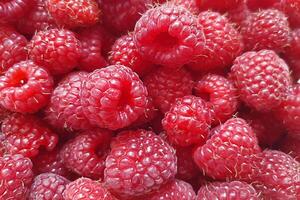 fruit banner from the harvest of ripe raspberries photo