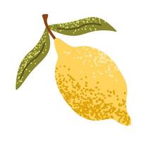 Hand drawn lemon with leaves and textures. Juicy summer citrus. Organic fruit for lemonade, juice or vitamin C healthy food. Flat illustration isolated on white background. vector