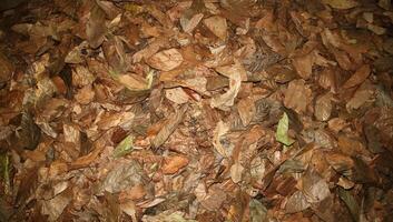 cocoa leaves scattered on the ground photo