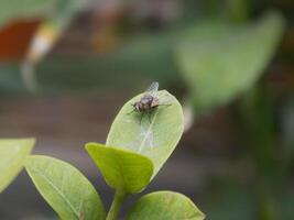 Fly on the green leaves photo