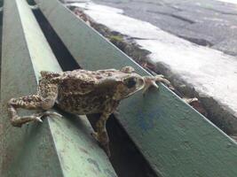 un rana gateando para comida foto