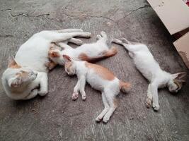 linda familia gato descansando en el suelo foto