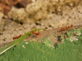 Red Fire Ant on The Ground. Macro Shot photo