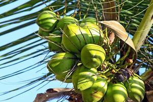 Coco arboles lleno de cocos en ilhabela brasileño costa foto