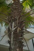 Dates tree stem trunk, palm tree stem texture photo