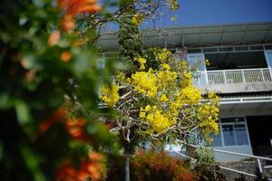 Blossoming flowerbeds in the park photo