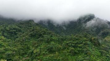 Raining in Mountains, Foggy Forest, Heavy Mystical Fog photo