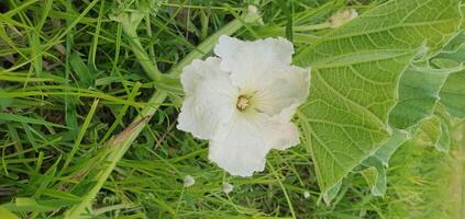 Pumpkin flower in the village field photo