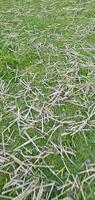 Dry grass on a green meadow Green grass and bamboo stems in the garden photo