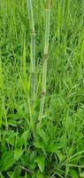 Dry grass on a green meadow Green grass and bamboo stems in the garden photo