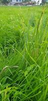 Dry grass on a green meadow Green grass and bamboo stems in the garden photo