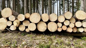Stacked felled trees at a forest logging site photo
