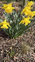 Bright yellow daffodil flowers in the wild forest photo