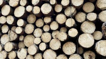 Stacked felled trees at a forest logging site photo