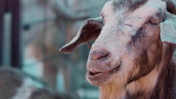 Sheep and Goats Prepared for Eid al-Adha in Islam video