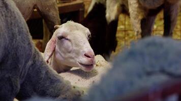 Sheep and Goats Prepared for Eid al-Adha in Islam video