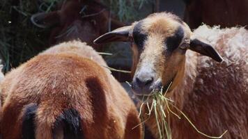 oveja y cabras preparado para eid al-adha en islam video