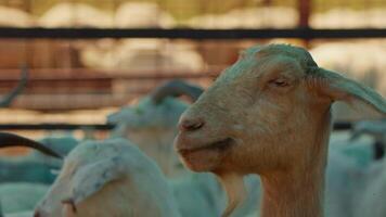 mouton et chèvres préparé pour eid al-adha dans Islam video