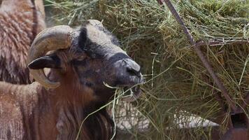 ovelha e cabras preparado para eid al-adha dentro islamismo video