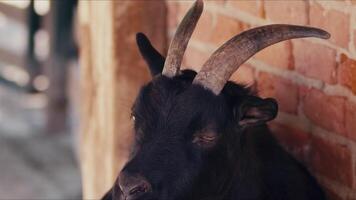 ovelha e cabras preparado para eid al-adha dentro islamismo video