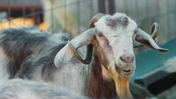 oveja y cabras preparado para eid al-adha en islam video