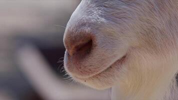 oveja y cabras preparado para eid al-adha en islam video