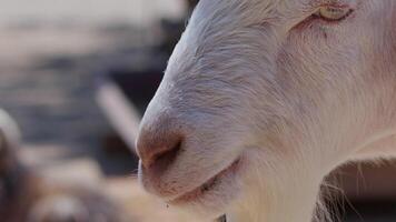 oveja y cabras preparado para eid al-adha en islam video