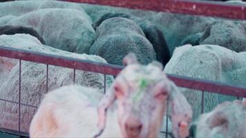 oveja y cabras preparado para eid al-adha en islam video