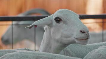 Sheep and Goats Prepared for Eid al-Adha in Islam video