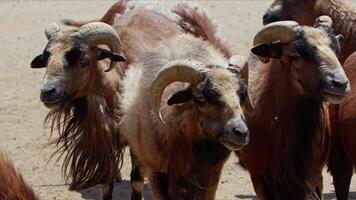 mouton et chèvres préparé pour eid al-adha dans Islam video