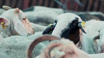 schapen en geiten bereid voor eid al-adha in Islam video