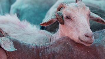 oveja y cabras preparado para eid al-adha en islam video