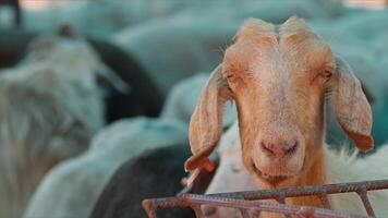 oveja y cabras preparado para eid al-adha en islam video