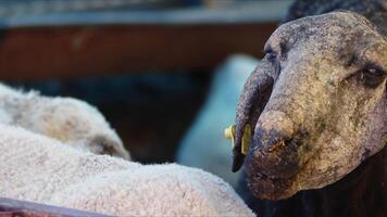 mouton et chèvres préparé pour eid al-adha dans Islam video