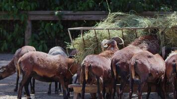 ovelha e cabras preparado para eid al-adha dentro islamismo video