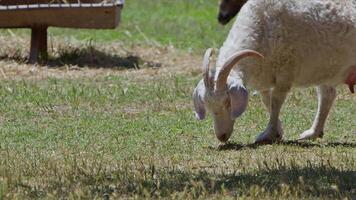 oveja y cabras preparado para eid al-adha en islam video