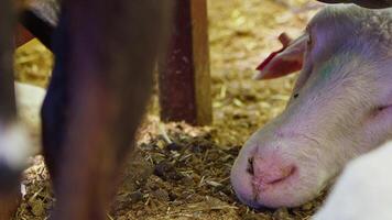 mouton et chèvres préparé pour eid al-adha dans Islam video