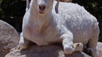 oveja y cabras preparado para eid al-adha en islam video