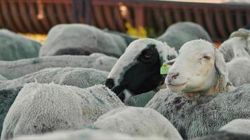 mouton et chèvres préparé pour eid al-adha dans Islam video