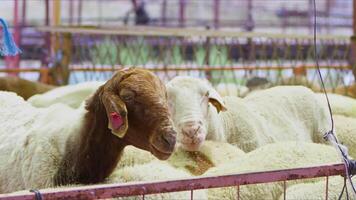 Schaf und Ziegen bereit zum eid al-adha im Islam video