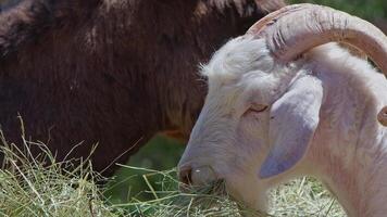 oveja y cabras preparado para eid al-adha en islam video